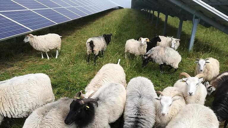 Saftigeres Gras im (Wind-)Schatten der Solarpaneele? Wie sich die Technik auf das Mikroklima auswirkt, das erforschen jetzt erstmals Wissenschaftler genau. Vielleicht zeigt sich dann, dass sich Solarparks durchaus als Weideflächen eignen, wie hier bei Esselbach (Main-Spessart). Saftigeres Gras im (Wind-)Schatten der Solarpaneele? Wie sich die Technik auf das Mikroklima auswirkt, das erforschen jetzt erstmals Wissenschaftler genau. Vielleicht zeigt sich dann, dass sich Solarparks durchaus als Weideflächen eignen, wie hier bei Esselbach (Main-Spessart).