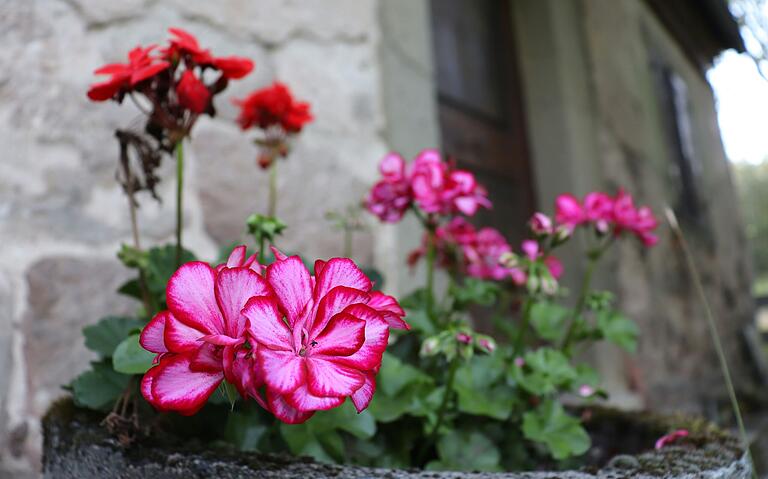 Die Blumen vor dem Haus lassen darauf schließen, dass sich doch noch manchmal jemand hierher verirrt. Die Blumen vor dem Haus lassen darauf schließen, dass sich doch noch manchmal jemand hierher verirrt.