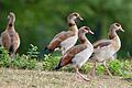 Immer mehr Nilgänse gibt es jedes Jahr am Erlabrunner Badesee. Die Gemeinde hält die Zustände für Badegäste mittlerweile für 'unzumutbar'. (Archivbild)