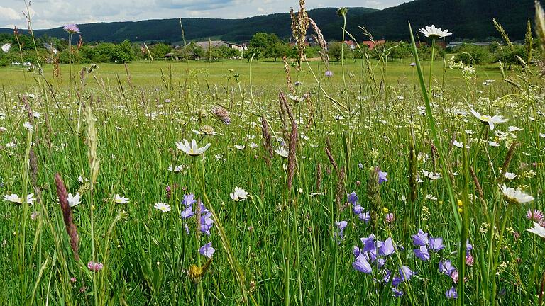 Unter Naturschutz gestellt: die Sackenbacher Wiese