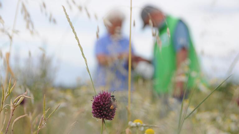 Nur Vielfalt schafft Vielfalt: Im Bienengarten des Bund Naturschutz sind nicht nur die unterschiedlichsten Pflanzen, sondern auch Insekten zu Hause. Unter anderem zwei Grabwespen-Arten, die hier zum ersten Mal im Landkreis nachgewiesen wurden. Nur Vielfalt schafft Vielfalt: Im Bienengarten des Bund Naturschutz sind nicht nur die unterschiedlichsten Pflanzen, sondern auch Insekten zu Hause. Unter anderem zwei Grabwespen-Arten, die hier zum ersten Mal im Landkreis nachgewiesen wurden. 