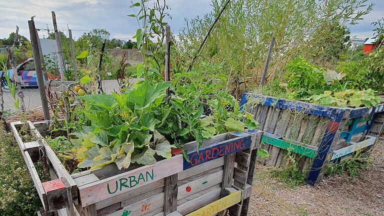 Urban Gardening wie hier am Hubland auf dem Gelände der ehemaligen Landesgartenschau in Würzburg gibt es bald auch in Schweinfurt. Am Olympia-Morata-Gymnasium entsteht ein Projekt der Bayerischen Landesanstalt für Gartenbau. Urban Gardening wie hier am Hubland auf dem Gelände der ehemaligen Landesgartenschau in Würzburg gibt es bald auch in Schweinfurt. Am Olympia-Morata-Gymnasium entsteht ein Projekt der Bayerischen Landesanstalt für Gartenbau.