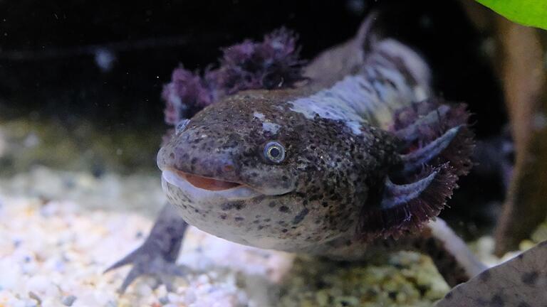 Es gibt Axolotl mit heller Pigmentierung, aber auch dunkle Vertreter, die dann Melanoide geannt werden.