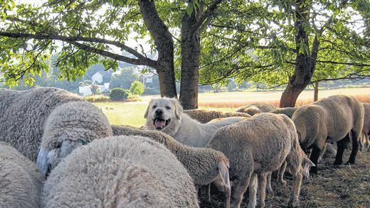 Suchbild mit Hund: Der Herdenschutzhund Jayjay, der es mit Wölfen aufnehmen soll, fühlt sich pudelwohl unter den Schafen der Adelsberger Schäferei Michler.