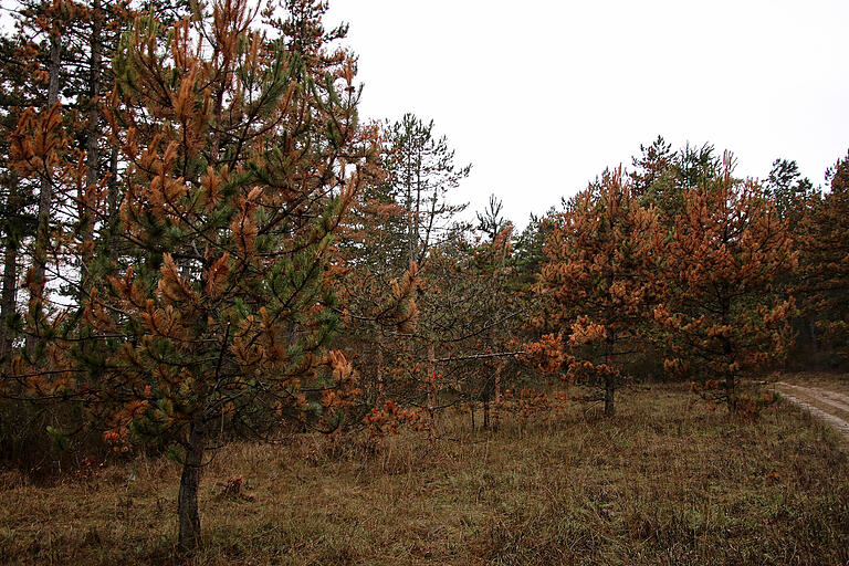 Massive Schäden zeigen sich nach dem Extremsommer des Vorjahres in Deutschlands größten Schwarzkiefernwald. Auf einer Gesamtfläche von etwa 75 Hektar über die betroffenen Gemarkungen der Gemeinden Leinach und Erlabrunn sind nach Einschätzung des zuständigen Revierförsters Wolfgang Fricker bis zu 1000 Bäume zu 80 Prozent geschädigt.