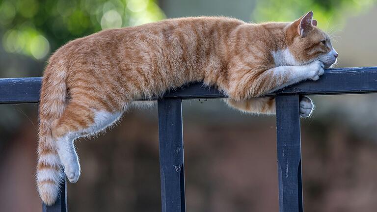 Katzen haben einen guten Gleichgewichtssinn. Katzen haben einen guten Gleichgewichtssinn.