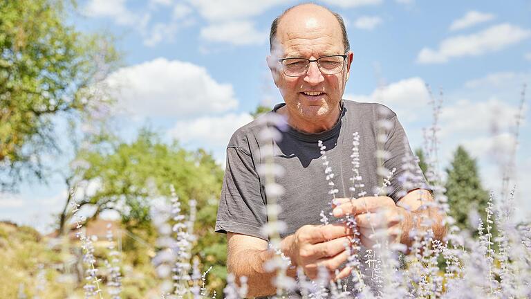 Gerd Vogg, Sachverständiger des Botanischen Gartens Würzburg, zeigt, wie gut die Pflanzen der mediterranen Felsheide mit den derzeit trockenen und heißen Bedingungen klarkommen. Gerd Vogg, Sachverständiger des Botanischen Gartens Würzburg, zeigt, wie gut die Pflanzen der mediterranen Felsheide mit den derzeit trockenen und heißen Bedingungen klarkommen.