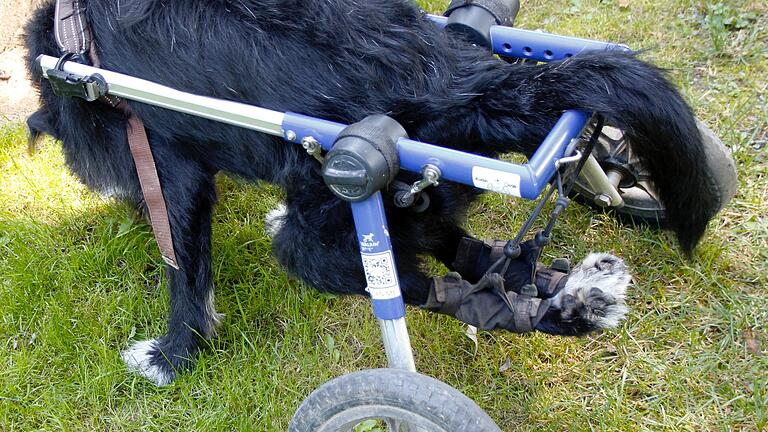 Schwer vermittelbare Hunde im Tierheim Wannigsmühle - Die Hinterbeine werden im Rolli fixiert. Schwer vermittelbare Hunde im Tierheim Wannigsmühle - Die Hinterbeine werden im Rolli fixiert.