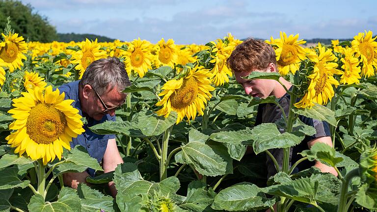 Landwirt Eberhard Räder (links) mit seinem Sohn Veit im Juli 2019 auf einem Sonnenblumenfeld neben seinem ökologischen Betrieb in Bastheim im Landkreis Rhön-Grabfeld.