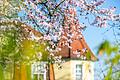 Kirschblüten an der Brückenstraße in Haßfurt: Angenehme Temperaturen laden dazu ein, das Haus zu verlassen und Zeit im Freien zu verbringen.