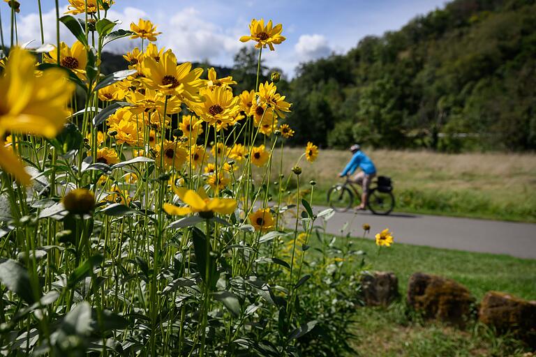 Bunte Blüten überall: Der Sommer ist die perfekte Zeit für eine Tour durchs Taubertal. Bunte Blüten überall: Der Sommer ist die perfekte Zeit für eine Tour durchs Taubertal.