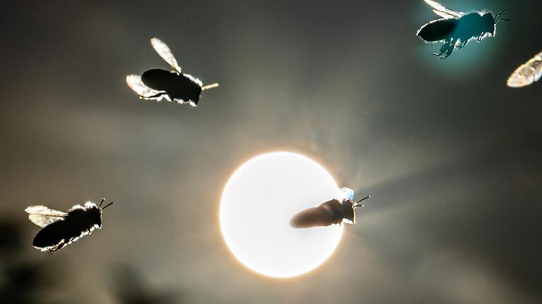Bienen kehren vor der tief stehenden Sonne auf dem Lohrberg in ihren Korb zurück. Am Donnerstag startete das bayernweite Volksbegehren 'Artenvielfalt - Rettet die Bienen'. Bienen kehren vor der tief stehenden Sonne auf dem Lohrberg in ihren Korb zurück. Am Donnerstag startete das bayernweite Volksbegehren 'Artenvielfalt - Rettet die Bienen'.