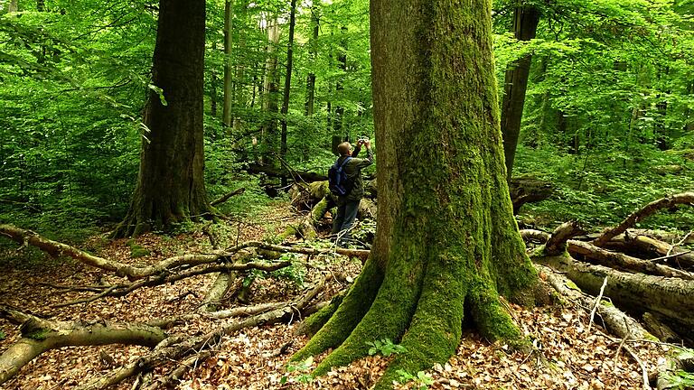 Wie lässt sich der Steigerwald am besten schützen? Eine Umfrage in der Region zeigt eine klare Mehrheit für einen Nationalpark. Wie lässt sich der Steigerwald am besten schützen? Eine Umfrage in der Region zeigt eine klare Mehrheit für einen Nationalpark.