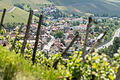 Weinberge gehören zur typisch fränkischen Kulturlandschaft. Hier der Blick aus den Weinbergen auf Randersacker bei Würzburg.&nbsp;