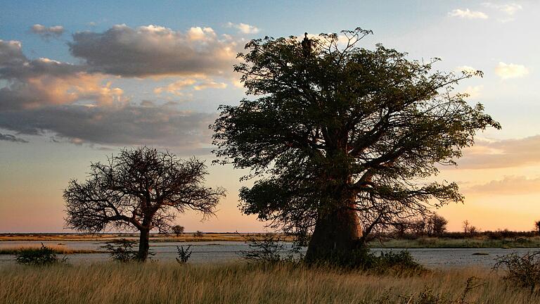 Safaris sind für abenteuerlustige Urlauber ein Lebenstraum. Entsprechend stark steigt die Nachfrage nach solchen Reiseangeboten. Safaris sind für abenteuerlustige Urlauber ein Lebenstraum. Entsprechend stark steigt die Nachfrage nach solchen Reiseangeboten.