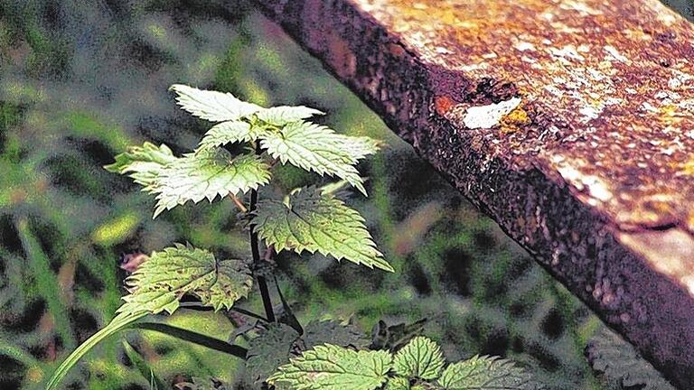 Auf der Suche: Viele Motive findet der Fotograf an „verlorenen Orten“. Auf der Suche: Viele Motive findet der Fotograf an „verlorenen Orten“.