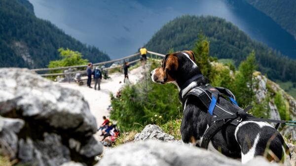 Ein Hund auf dem Gipfel des Jenner - Sieht man bei der Wanderung Kühe, Schafe oder Ziegen, sollte man seinen Hund am besten anleinen. In der Nähe von Weideflächen besteht Leinenpflicht. Ein Hund auf dem Gipfel des Jenner - Sieht man bei der Wanderung Kühe, Schafe oder Ziegen, sollte man seinen Hund am besten anleinen. In der Nähe von Weideflächen besteht Leinenpflicht.