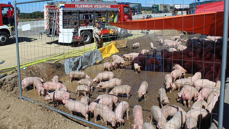 Mit einer nassen Grube, die zum Teil überschattet wurde, versuchten die Einsatzkräfte die geretteten Tiere vor der Hitze zu schützen. Mit einer nassen Grube, die zum Teil überschattet wurde, versuchten die Einsatzkräfte die geretteten Tiere vor der Hitze zu schützen.
