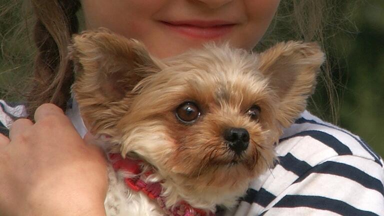 Zwei Hunde der Rasse Yorshire-Terrier wurden am Samstag von der Polizei aus einem heißen Auto befreit.&nbsp;