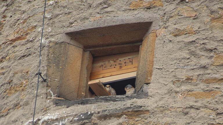 Wenige Tage, nachdem im obersten Geschoss des Weißen Turms ein Nistkasten angebracht wurde, hat ein Turmfalken-Pärchen bereits die Wohnung bezogen. Wenige Tage, nachdem im obersten Geschoss des Weißen Turms ein Nistkasten angebracht wurde, hat ein Turmfalken-Pärchen bereits die Wohnung bezogen.