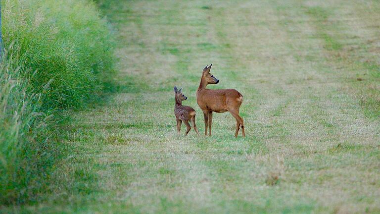 Eine Ricke mit ihrem Kitz. Sobald sich die Tiere in höherem Gras aufhalten, sind sie kaum zu sehen. Jagdpächter Stefan Korous wünscht sich von Spaziergängern und Hundehaltern deshalb mehr Rücksicht. Eine Ricke mit ihrem Kitz. Sobald sich die Tiere in höherem Gras aufhalten, sind sie kaum zu sehen. Jagdpächter Stefan Korous wünscht sich von Spaziergängern und Hundehaltern deshalb mehr Rücksicht.