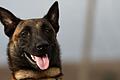 Weil sein Hund (Beispielbild) todkrank war, reagierte ein Rentner so ungestüm, dass er vor Gericht landete.