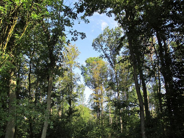 Dem Wald geht es nicht gut. Der Klimawandel beschert immer neue Herausforderungen. Ziel im Forst ist nicht die Rentabilität, sondern 'dass der Wald Wald bleibt', so Andreas Leierer vom Staatsforst. Dem Wald geht es nicht gut. Der Klimawandel beschert immer neue Herausforderungen. Ziel im Forst ist nicht die Rentabilität, sondern 'dass der Wald Wald bleibt', so Andreas Leierer vom Staatsforst.