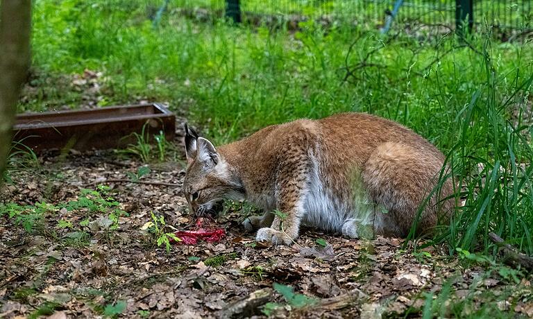 Luchs Luma macht sich im Schweinfurter Wildpark über ihr Frühstück her. Luchs Luma macht sich im Schweinfurter Wildpark über ihr Frühstück her. 