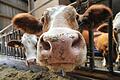 Kam es im Landkreis Bad Kissingen zu Verstößen gegen das Tierschutzgesetz?