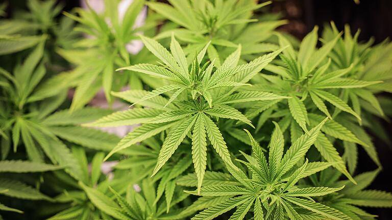 Ein 19-Jähriger soll Marihuana verkauft haben. Ein 19-Jähriger soll Marihuana verkauft haben.