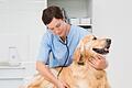 Copy%20of%2062587789.tif       -  Die Tierkrankenversicherung SantéVet rät, je nach Gesundheitszustand des Hundes, jährlich mit 200 bis 700 Euro Tierarztkosten zu rechnen.