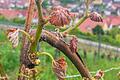 An den Stöcken in den Ramsthaler Weinbergen kräuseln sich die Blätter.  Foto: Wolfgang Dünnebier       -  An den Stöcken in den Ramsthaler Weinbergen kräuseln sich die Blätter.  Foto: Wolfgang Dünnebier