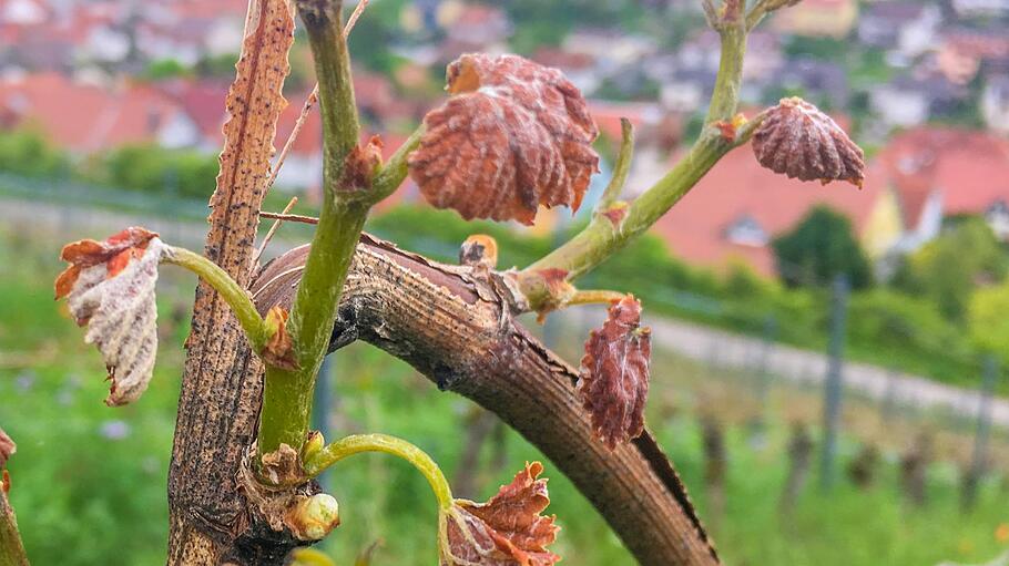 An den Stöcken in den Ramsthaler Weinbergen kräuseln sich die Blätter.  Foto: Wolfgang Dünnebier       -  An den Stöcken in den Ramsthaler Weinbergen kräuseln sich die Blätter.  Foto: Wolfgang Dünnebier