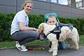 Katharina Müller und ihr Hund 'Leo' kommen als Hundetherapie-Team in die Notunterkunft für Geflüchtete aus der Ukraine in der Dreifachturnhalle in Gerolzhofen. Der junge Mikita ist eines der Kinder, die sich über den Besuch freuen.