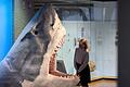 Megalodon       -  Der Urzeit-Hai Megalodon wurde lange als gigantische Version eines Weißen Hais angesehen. (Archivbild)