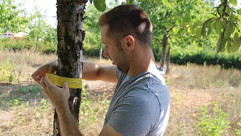 Niklas Pobel von der Stadtgärtnerei Kitzingen markiert einen Obstbaum mit dem gelben Band. Hier gilt: Bürger dürfen das Obst kostenfrei ernten.