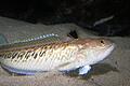 Die 15 bis 50 Zentimeter langen Petermännchen haben einen giftigen Stacheln. Werden die Fische gestört, setzen sie sich damit zur Wehr. Foto: Wolfgang Runge/dpa       -  Die 15 bis 50 Zentimeter langen Petermännchen haben einen giftigen Stacheln. Werden die Fische gestört, setzen sie sich damit zur Wehr.