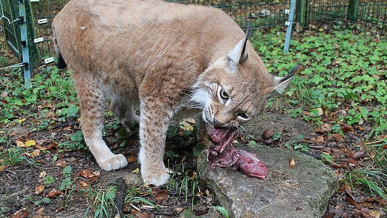 Das schmeckt: Luchs Rufus aus dem Schweinfurter Wildpark ist wohl einer der dicksten Luchse Deutschlands. Beim Verzehr von frischem Rindfleisch lässt er sich deshalb nicht stören. Das schmeckt: Luchs Rufus aus dem Schweinfurter Wildpark ist wohl einer der dicksten Luchse Deutschlands. Beim Verzehr von frischem Rindfleisch lässt er sich deshalb nicht stören.