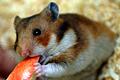 Goldhamster.jpg       -  Der deutsche Tierschutzbund empfiehlt nur wenig Obst zu füttern, da der Hamster bei zu zuckerhaltiger Nahrung Diabetis entwickeln kann.