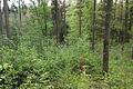Der Wald der Zukunft braucht eine gute Mischung verschiedener Baumarten, um im Klimawandel bestehen zu können. Das Foto zeigt einen aktiv umgebauten Klimaschutzwald mit vier Baumarten.