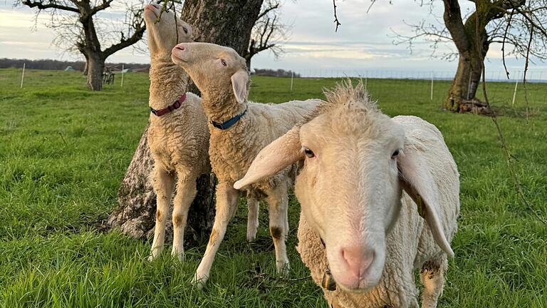 Die drei im April in Kolitzheim verschwundenden Merinoschafe leben nicht mehr: Kürzlich wurden ihre abgetrennten Köpfe und Felle in einem Wald bei Lindach entdeckt. Die drei im April in Kolitzheim verschwundenden Merinoschafe leben nicht mehr: Kürzlich wurden ihre abgetrennten Köpfe und Felle in einem Wald bei Lindach entdeckt.