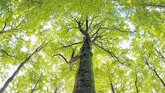 Die Mehrheit der Menschen in der Region Steigerwald will einen Nationalpark, sagen Bund Naturschutz Bayern und World Wildlife Fund Deutschland. Stimmt nicht, kontert der Verein &bdquo;Unser Steigerwald&ldquo;, der den Nationalpark verhindern will.