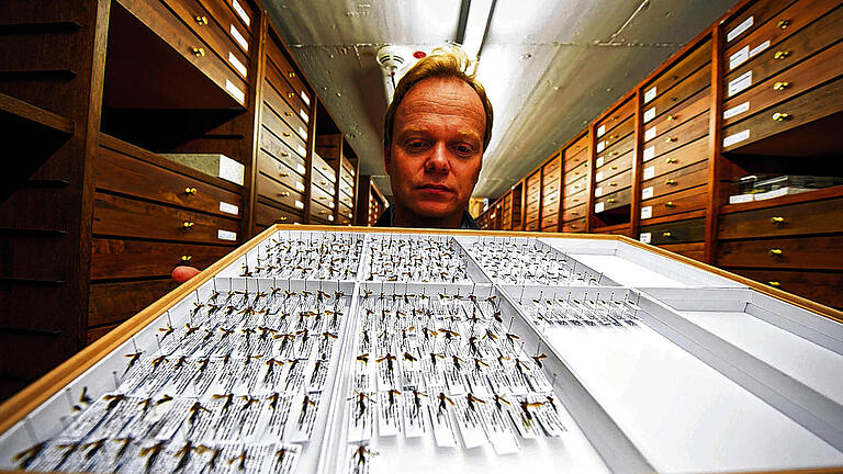 Nützlich: Der Entomologe Lars Krogmann hält einen Schaukasten mit Captain Cook's Wespen (Agenioideus nigricornis) im Löwentormuseum in Stuttgart (Baden-Württemberg). Die Captain Cook's Wespe soll im Kampf gegen den Maiszünsler helfen.