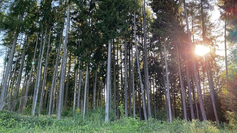 Welche Flächen könnte Marktheidenfeld zu einer Biosphärenregion beisteuern? Um diese Frage ging es im Stadtrat am Donnerstag unter anderem. Das Bild ist im Marktheidenfelder Stadtwald entstanden. (Archivbild) Welche Flächen könnte Marktheidenfeld zu einer Biosphärenregion beisteuern? Um diese Frage ging es im Stadtrat am Donnerstag unter anderem. Das Bild ist im Marktheidenfelder Stadtwald entstanden. (Archivbild)