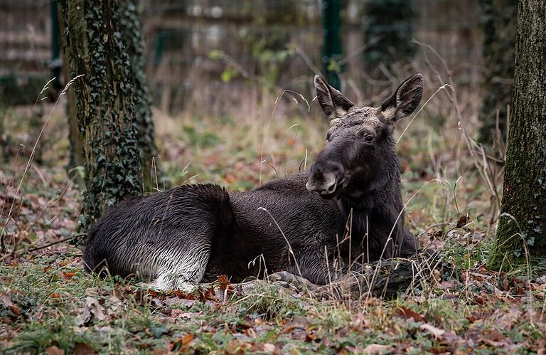 Lasse III. gemütlich beim Wiederkäuen im Schweinfurter Wildpark. Er ist am 20. Dezember eingezogen. Lasse III. gemütlich beim Wiederkäuen im Schweinfurter Wildpark. Er ist am 20. Dezember eingezogen. 