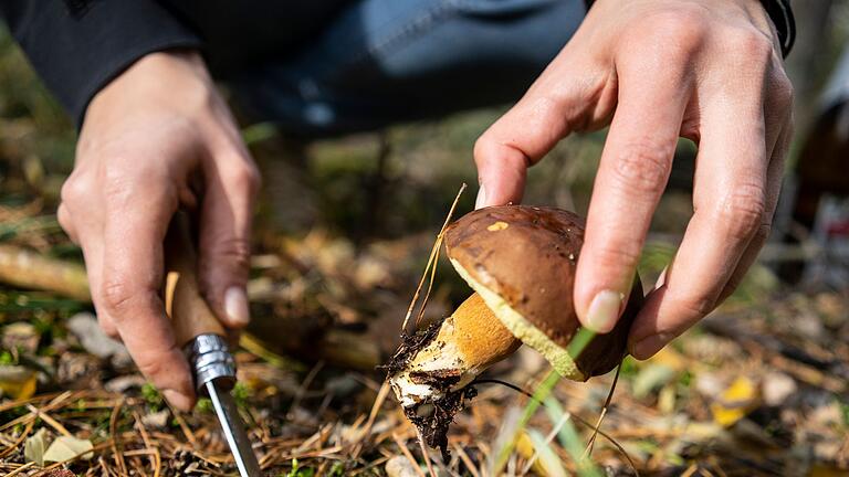 Dem Wild Ruhe gönnen: Nicht in der Dämmerung Pilze sammeln       -  Lieber am helllichten Tage: Wer im Wald Pilze sucht, sollte auch auf Wildtiere Rücksicht nehmen.