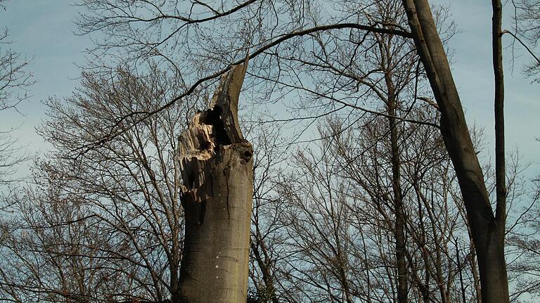 Diese Buche bleibt als Biotopbaum stehen. Diese Buche bleibt als Biotopbaum stehen.