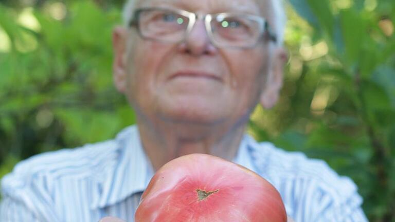 Sommer-Giganten: Von großen Früchten und Pflanzen       -  Wenn es um große Tomaten geht, ist Hans-Karl Schmidt aus Michelfeld ein Experte: Von den Tomaten-Giganten gibt es viele in seinem Garten, 500 Gramm sind keine Seltenheit. Zuletzt konnte der 84-Jährige eine Tomate mit gut 800 Gramm Gewicht ernten &ndash; was den Rentner freute.