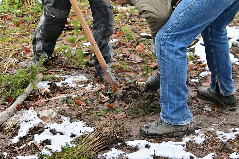 Kleine Setzlinge wurden Stück für Stück in Handarbeit im Boden eingebracht. Kleine Setzlinge wurden Stück für Stück in Handarbeit im Boden eingebracht.