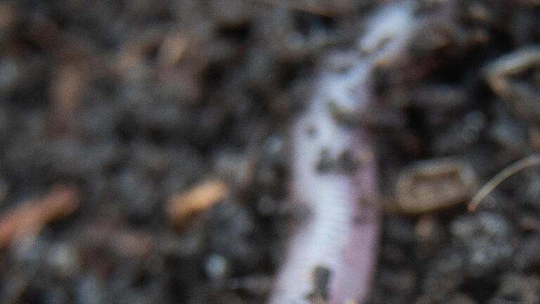 286320991.jpg       -   In Bad Langensalza soll Regenwürmern mit Chili und Knoblauch der Appetit verdorben werden.